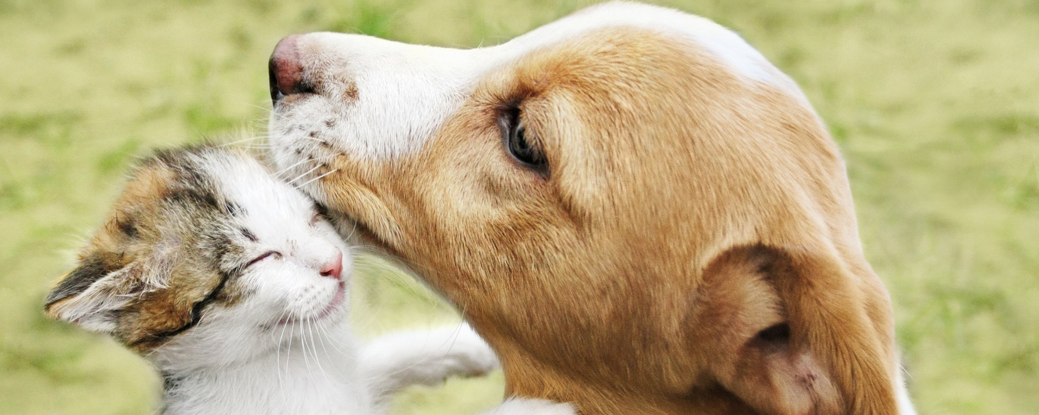 Hunde und KatzenOP Versicherung Versicherungsmakler 365 Deine