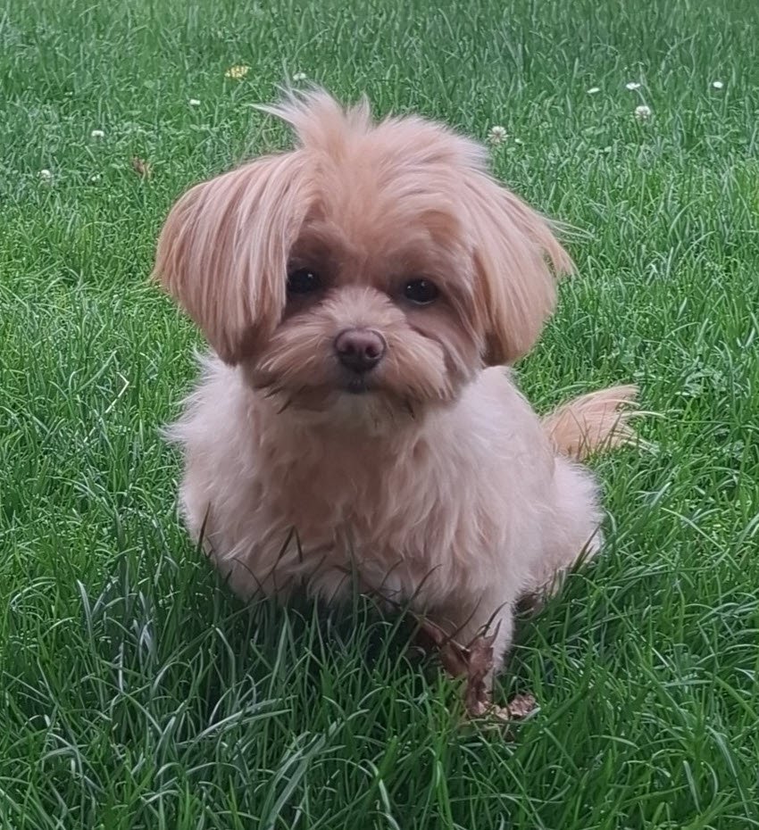 Hundehaftpflicht Rechner