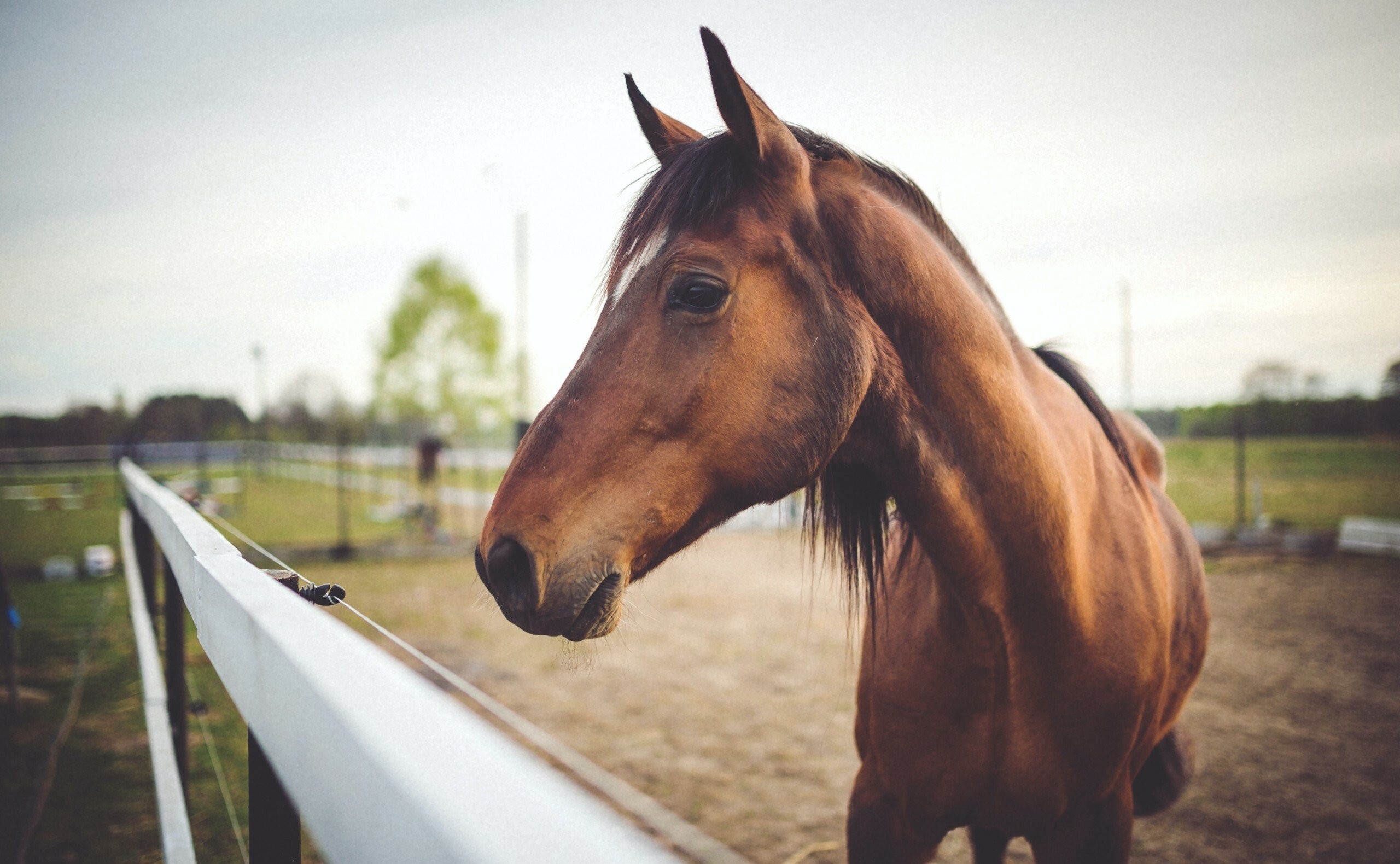 Pferdehaftpflichtversicherung
ab 68,78€ im Jahr