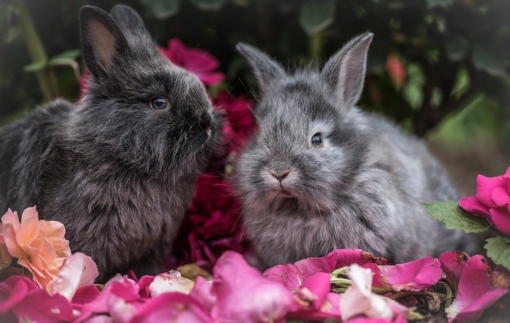 Kaninchenkrankenversicherung 