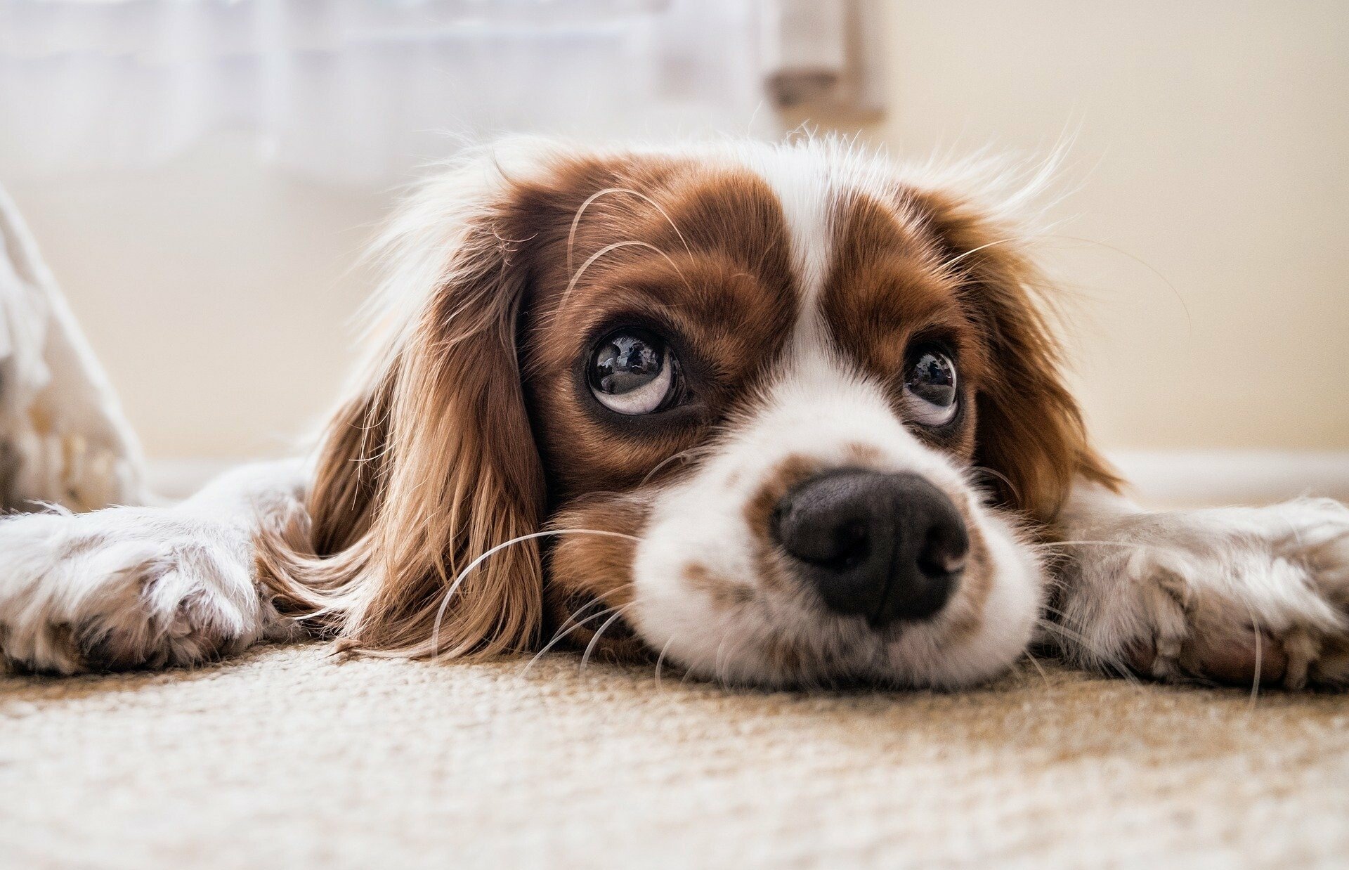 Hundehaftpflichtversicherung
ab 32,05€ im Jahr