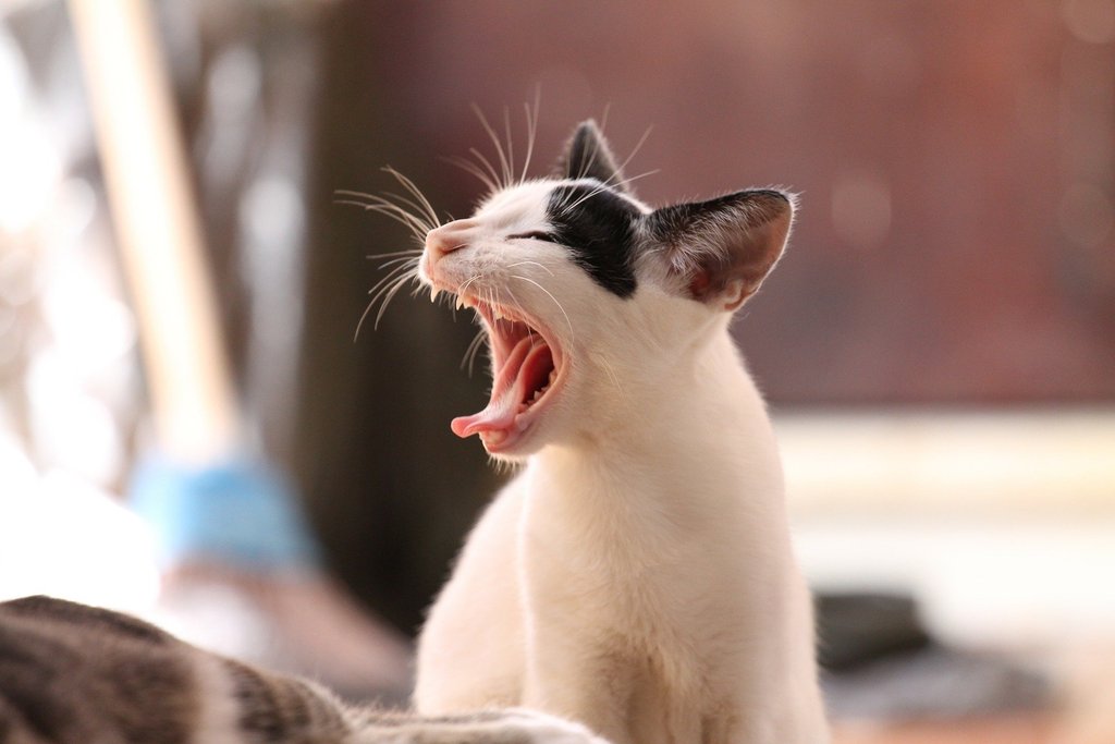 Katzenversicherungen
