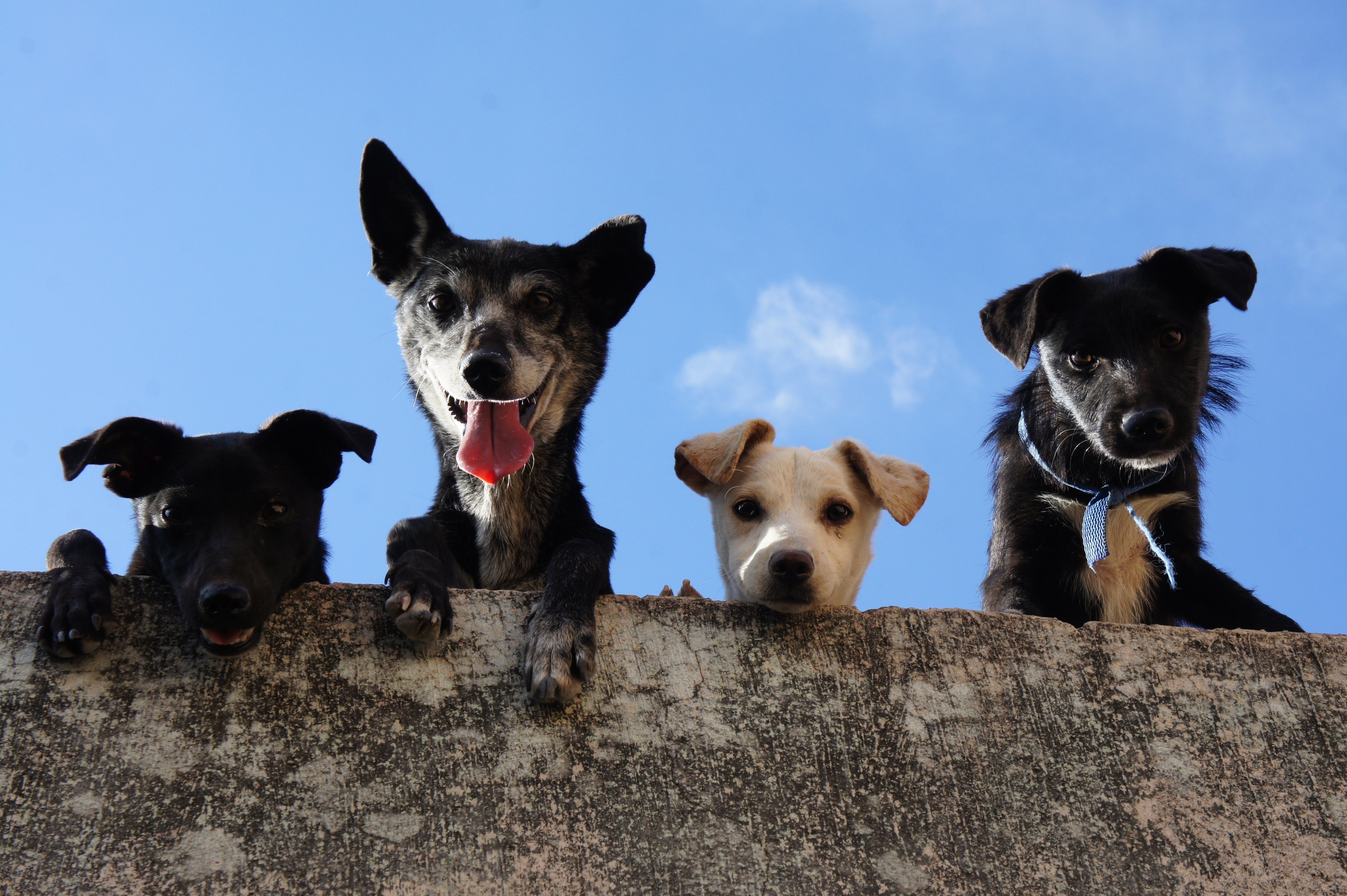 Hundeversicherungen  
Die besten Tarife im Test