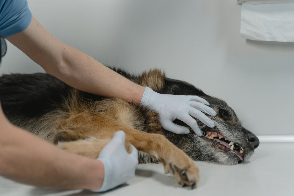 Kostenbeispiele für Tierarztkosten beim Hund

Die Kosten für Tierarztkosten beim Hund können je nach Region, Tierarztpraxis und individuellem Fall variieren. Hier sind einige Kostenbeispiele für verschiedene Behandlungen: