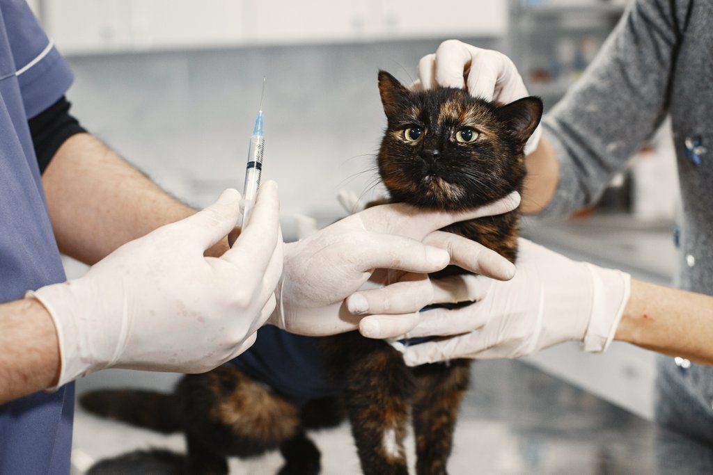 Kostenbeispiele für Tierarztkosten bei einer Katze