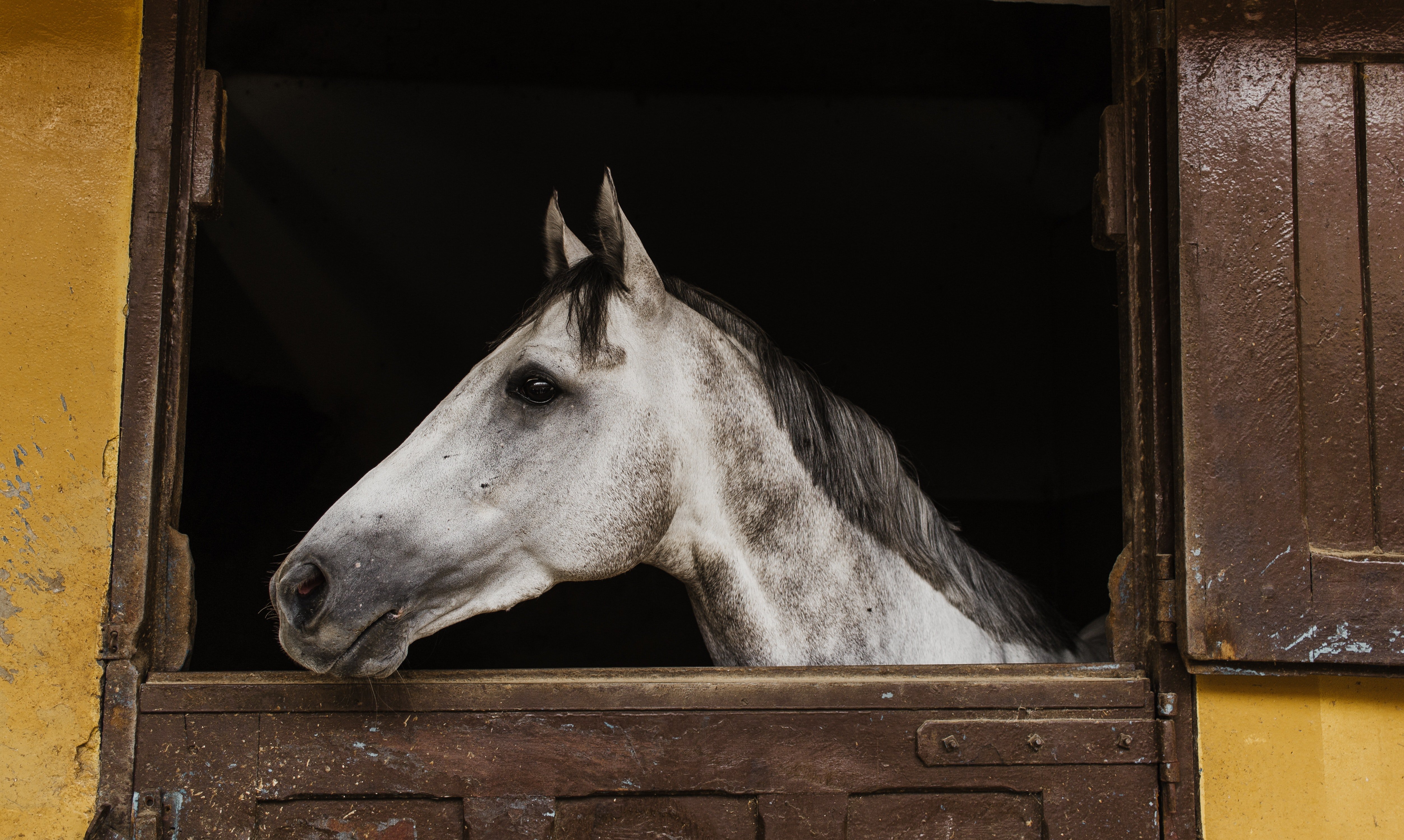 Kostenbeispiele für Tierarztkosten beim Pferd

Die Kosten für tierärztliche Behandlungen bei Pferden können stark variieren, je nach Art der Behandlung, dem Schweregrad der Erkrankung oder Verletzung, dem Standort und den individuellen Gebühren des Tierarztes. Hier sind einige Beispiele für mögliche Kosten: