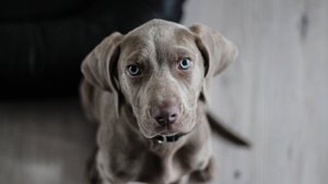 Hundehaftpflichtversicherung bei beINsure Versicherungsmakler