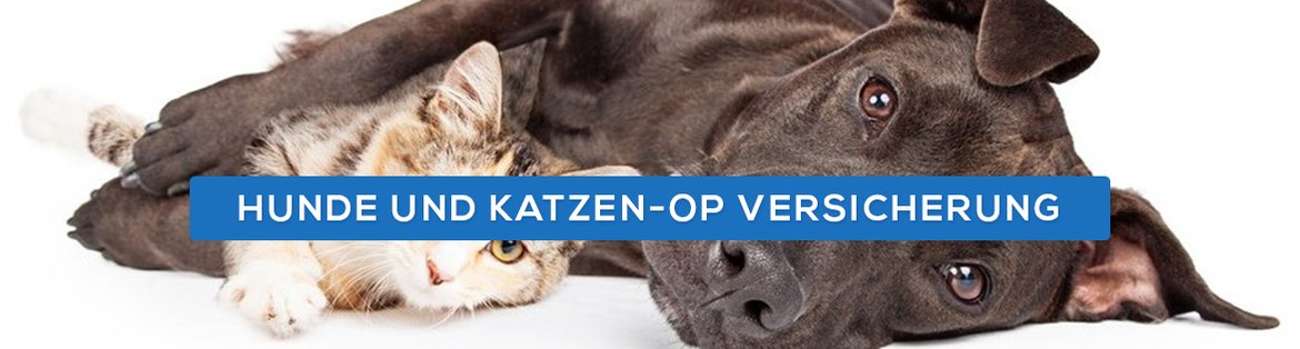 Hunde Und Katzen Op Versicherung Maura Konzept Gmbh