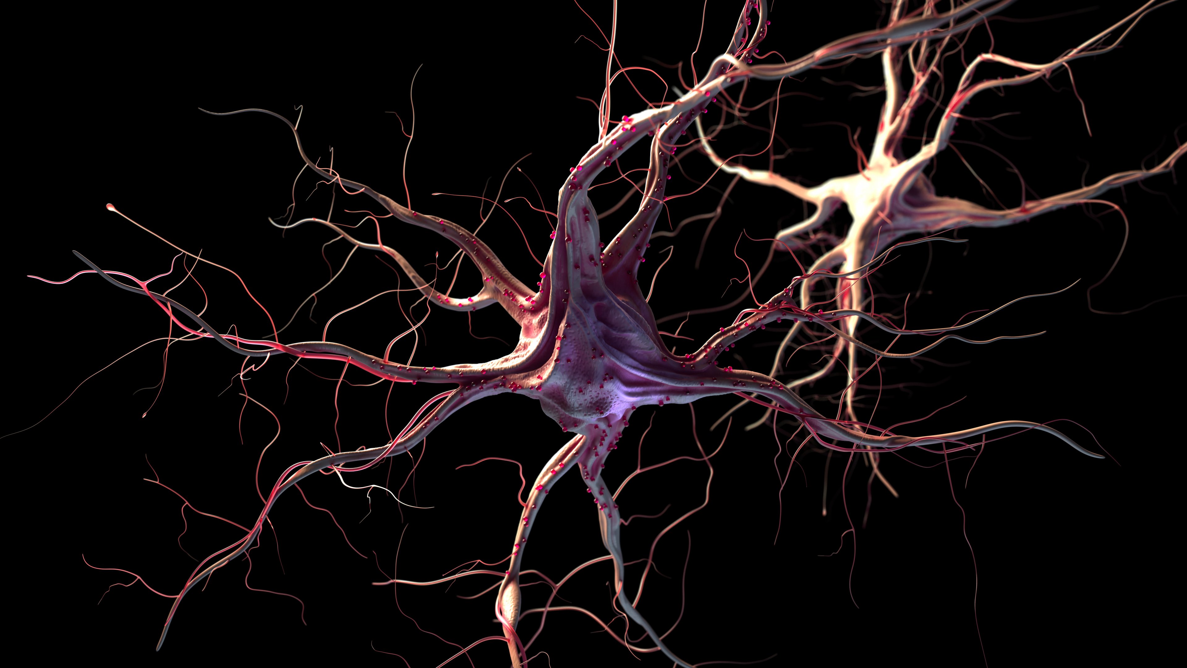 Nervenzellen als 3D-Illustration